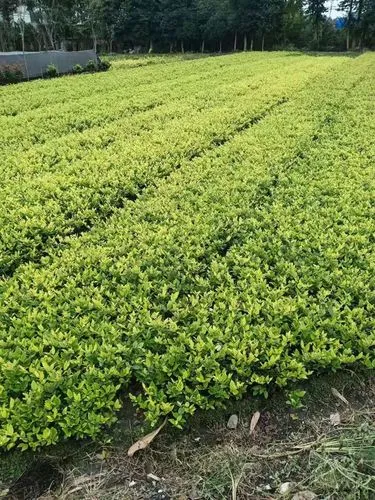mile·米乐m6：乒乓球台面有水怎么办